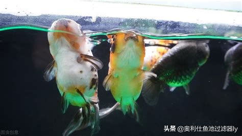 魚死了要換水嗎|為什麼我養的魚老是死？養魚8種死法的正確預防方。